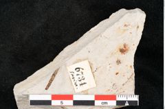 Foto (Detailansicht) von Hypnum sagorianum Ettingshausen (NHMW-GEO-2024-0188-6734)